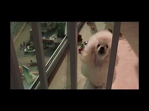 Snow dogs Chester the poodle ￼