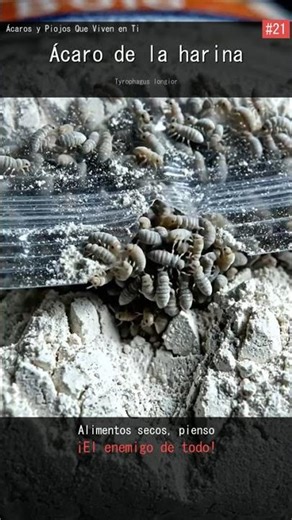 #21 Grain Mite!! 🇪🇸 | Gyaa! OMG International