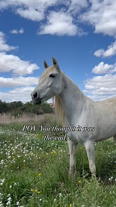 12 years ago, a decision was made which changed the lives of so many. The rescue of 8 starving and pregnant horses catalyzed Jacobs Ridge into the safe haven for over 140 animals that it is today. None of this would have ever been possible without your support. We continue to strive every day to further improve for the animals and to be able to be a safe space for more animals in their hour of need. Today we are asking for your help. With news that our pig residents cannot be situated at our new