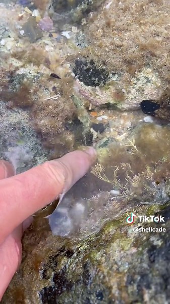 Discovering Giant Cowry Shells on Seashore Rocks