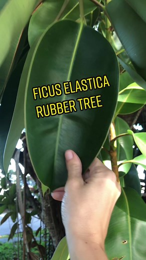 Ficus Elastica: Types, Care Tips, and Plant Identification