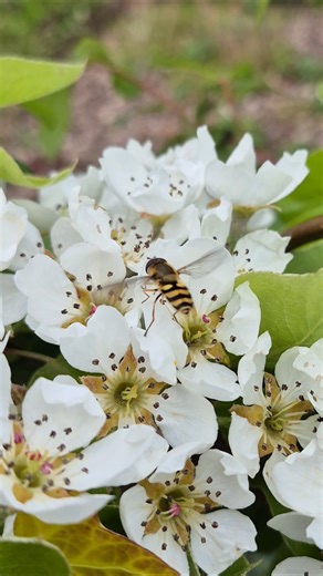 A Flower Fly on the Pear Blossom.