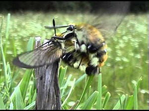 Narrow bordered Bee hawkmoth