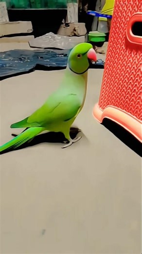 Parrots Voices 🐥#parrot #short #shortvideo #shorts