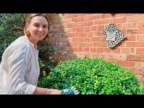 Bosch Isio Review: Shaping Our Boxwood Balls