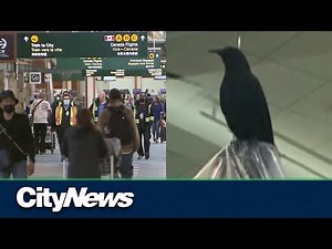 Vancouver airport releases crow living in the terminal