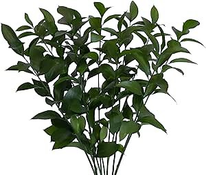 Bloomingmore | Fresh Cut Greenery | Natural Israeli Ruscus Greens | 50 Stems - 20 in | Home, Office, Wedding Decor, DIY, Party Event, Housewarming, Teacher and Engagement