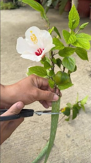 gumamela plant #gumamela #floweringplants #gardeningtips #plantbased #gardeninspiration