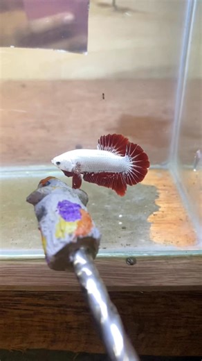 3K views | Rose Tail Red Dragon!???? #bettafish #fyp | Miss President | Facebook