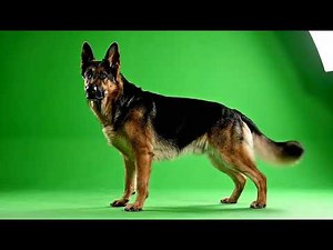 Intense Dog Standing Green Screen Overlay for Seamless Visual Effects Integration