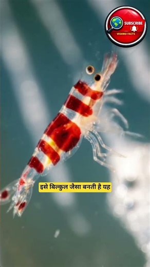 #shorts ##videos Peppermint Shrimp 😳 | ये जानवर Gender Change करके दोनों बन जाता है!