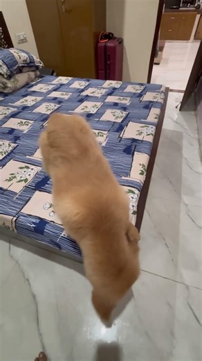 Bodmosh🐶👹 #shorts #goldenretriever #furry #dog #pets #animals #cute #puppy