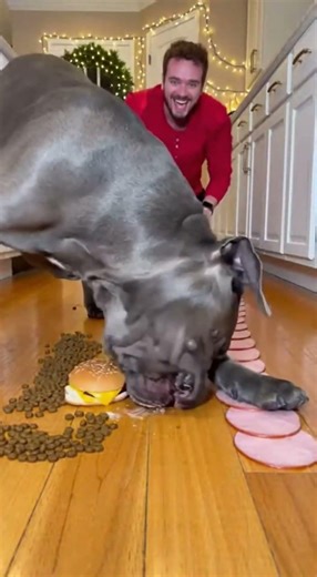 This dog's reaction to the obstacle course is hilarious #dogfunny #goldenretriever #pets