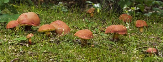 How do Mushrooms Reproduce? | GroCycle