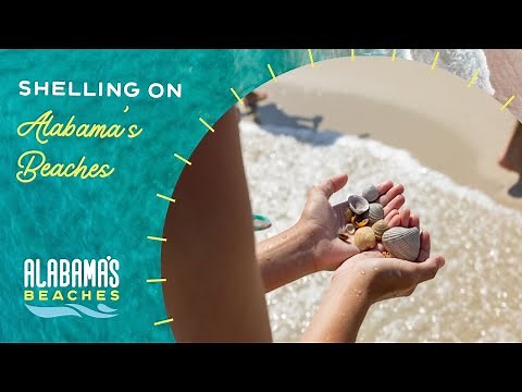 Gulf Shores & Orange Beach Shelling: What to Expect | Shelling in Gulf Shores & Orange Beach