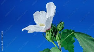 Time Lapse Footage of White Syrian Hibiscus Syriacus Flower Growing Blossom from Bud to Full Blossom on a Blue Background. Copy Space