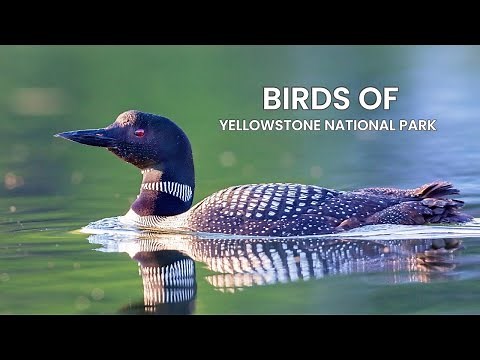 Birds of Yellowstone National Park 4K