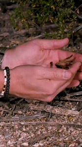 Handling A Wild Tarantula #wildlife #outdoors #nature #bravewilderness #tarantula | Brave Wilderness