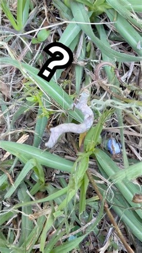 白いクネクネを見まもった日