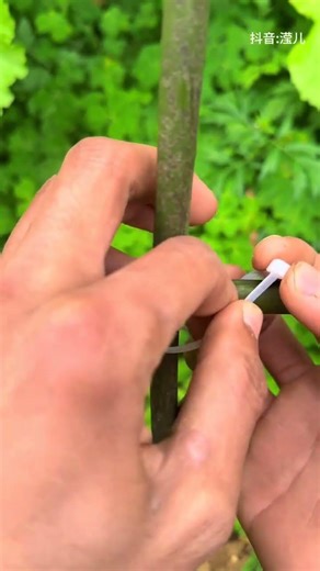 In this way, the knot is tight and does not loosen. Knot techniques share life tips. Who can see