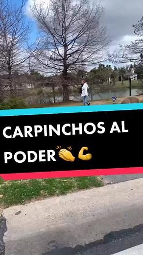 #carpinchos #lucha #habitat