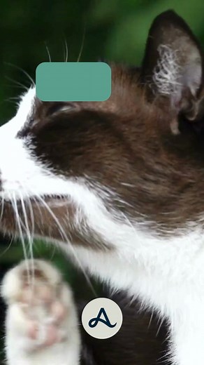 Treat, defeat and repeat! Keep your cat protected with our flea and tick treatments at Animed. | Animed Direct | Facebook