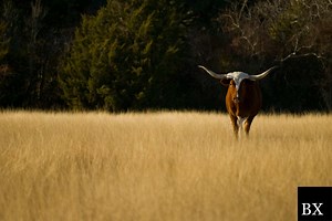 Texas Medicaid Provider Bond: A Comprehensive Guide