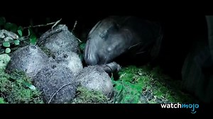 Alien Universe Timeline Explained: From Prometheus to Alien Resurrection - video Dailymotion