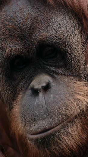 Orangutans: The Gentle Giants of the Rainforest 🌳 | Animal Shorts