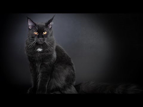 Black Maine Coon Cat – Features, Color & Care Guide!