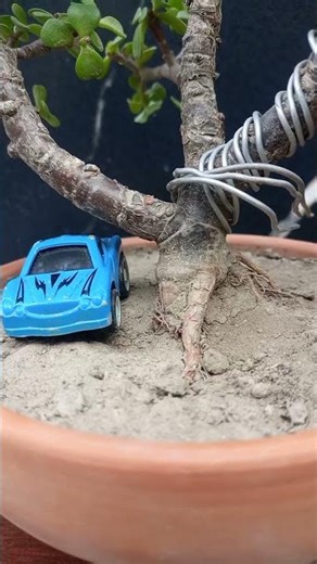 how to make jade bonsai #jadebonsai #portulacariaafrabonsai #spekboombonsai #plant#bonsai#bonsaitree