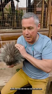 Penned-up with adorablepincushions! I love porcupines, we're filming with Wildlife Learning Center in CA, where the porcupine population is in fast decline. Thankfully, for this charismatic species, this breeding program is helping to build the population! Gonna be an awesome episode for my new TV series facebook.com/extraordinarycbs with facebook.com/bradyhunterfoundation kindly share and follow, thanks Jeff!#porcupine #wildlife#adorableanimals #nature #cute #fun #documentary #wildlifephotograp
