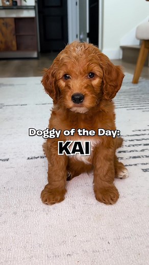 Meet Kai: The Happy-Go-Lucky Mini Goldendoodle Puppy