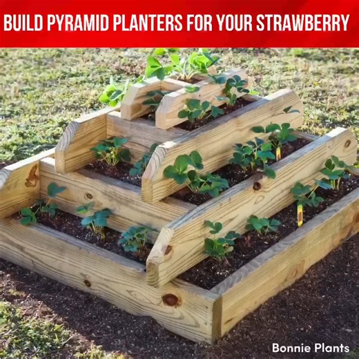 7.4K views · 206 reactions | crafting pyramid planters for a berrylicious garden adventure.  #StrawberryPyramids #GardenDIY | Indoor Plants Advisors | Facebook
