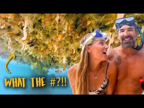 We Accidentally Grew a Coral Reef!! 🐠 SV Delos Ep 357