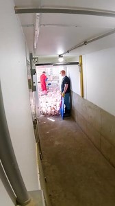 Baby weiner pigs incoming #trucker #pigs #farmlife | This’ll Do Farm