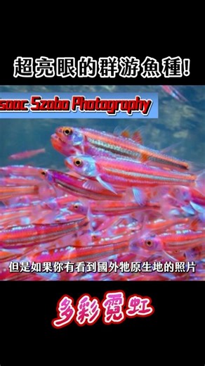 This is the most exaggerated color-changing fish I've ever seen.