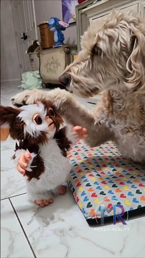 🐶💤 Gizmo the Mogwai & Goldendoodle Touka | Dancing, Hugs & Don’t Worry Be Happy! 🎶
