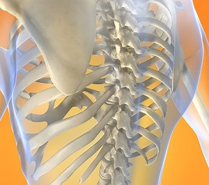 Anatomy and Biomechanics of The Lumbar Spine (Part 1)