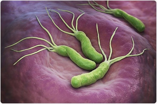 Helicobacter pylori Life Cycle
