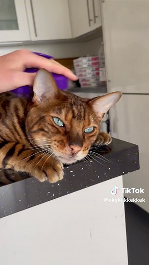 ekekekkekkek 🐯 (ig: london_city_bengal_cat) #bengalcat #catsrule #chirpingcat