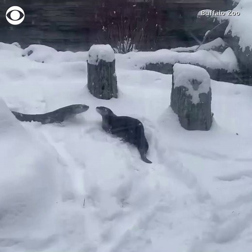 82K views · 3.8K reactions | OTTERLY ADORABLE: River otters at a New York zoo discovered some freshly fallen snow this week — and the result was pure joy. ❄️ | CBS News | Facebook