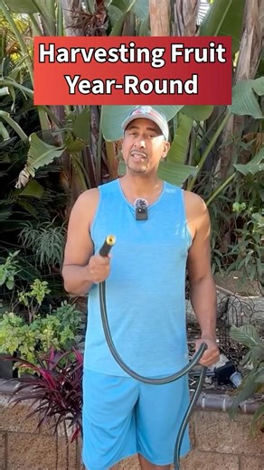 Harvesting Fruit From Summer to Winter #backyardorchard #fruittrees #harvest #orchardtotable