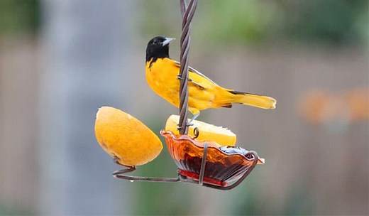 How to Make a Jelly Bird Feeder in 6 Easy Steps