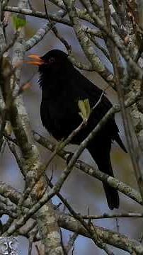 Common Blackbird song,Svarttrost,Merle Noir Chant,Il canto del Merlo,Amsel Gesang,Κελάηδημα #shorts