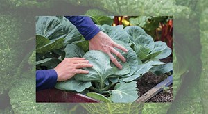 Les choux, des tendres à protéger