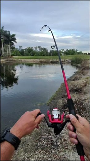 Florida bass on a cheap Walmart Pole #bass #bassfishing #fishing #fishinglife