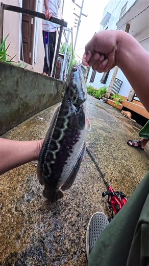 Joran paradise ul mengangkat toman babon prumahan kalimantan @Paradise Fishing Official #mancingpakaiparadise #lebihsekedarmancing #fishing #ringanditangankuatditarikan #angler