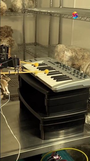 How Do Mushrooms Create Music?