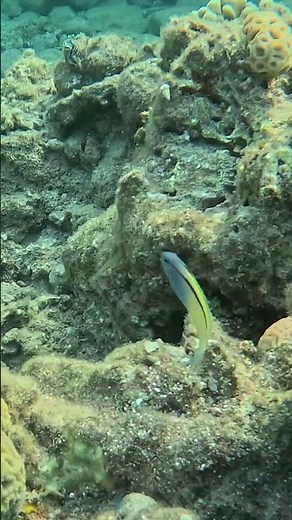 Townsend Fangblenny Rare Open Water Moment 🐠⚡🌊